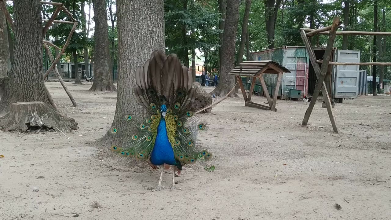 Where are my beautiful feathers?