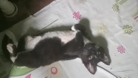 Alguém tem um gatinho fofo???