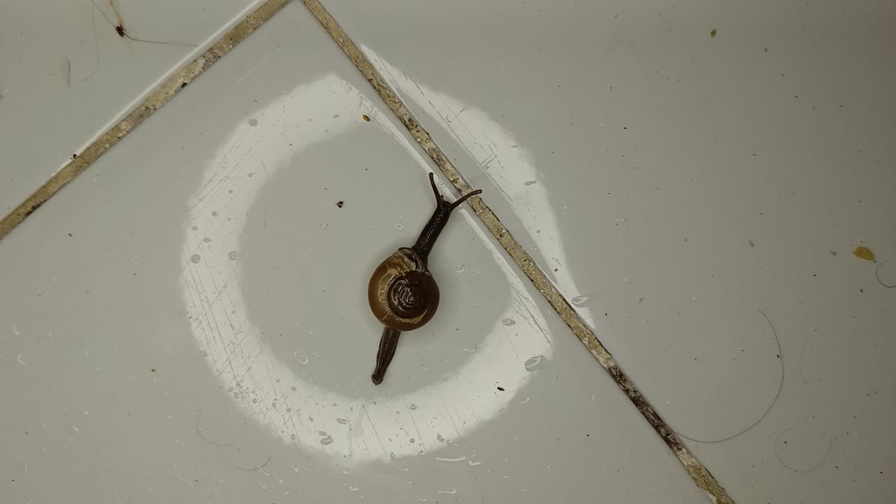 Snail running