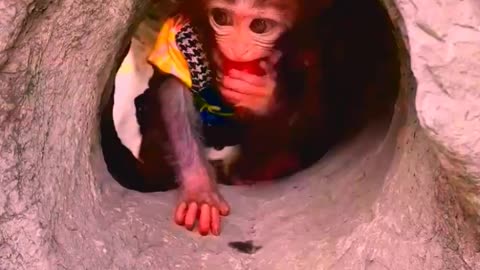 Adorable Monkeys, animal, monkey, pets, cute monkey, baby monkey, lovely monkey #25