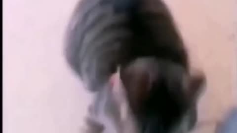 CRAZY CATS. Watch to the end! #short #cats #vibration