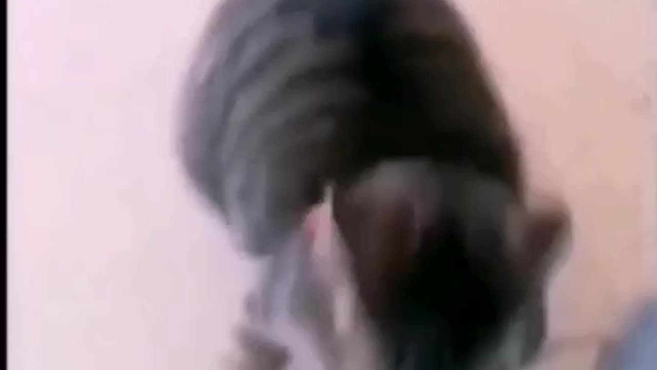 CRAZY CATS. Watch to the end! #short #cats #vibration