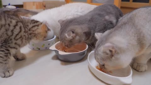 A cute kitten trying to steal food from his daddy cat