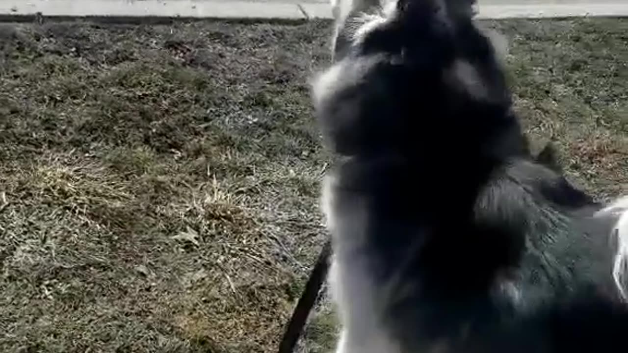 The dog's hilarious sand sculpture moment