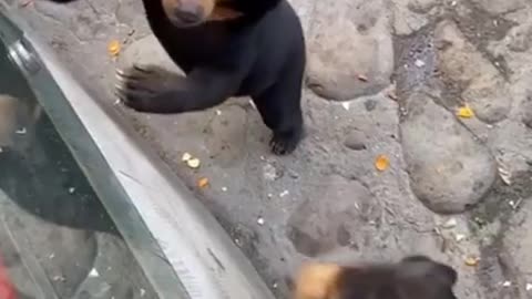 bears drinking melted honey