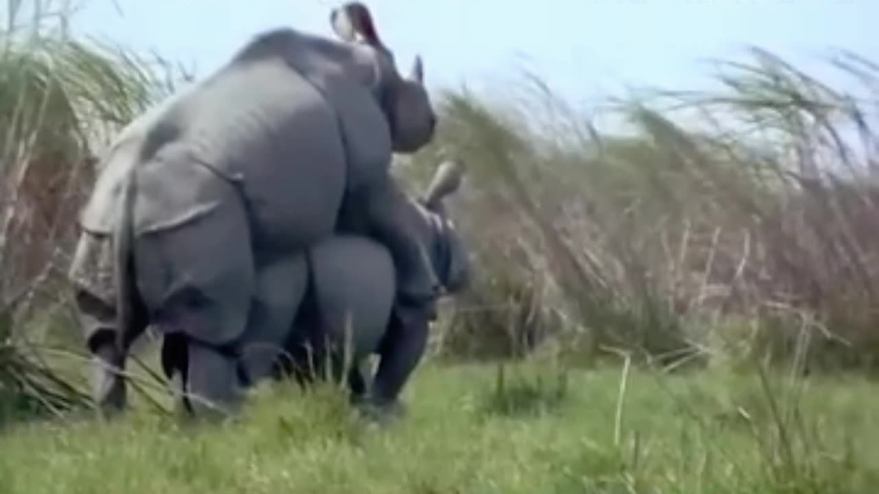 Love In The Wild | Animals Mating Rituals ||