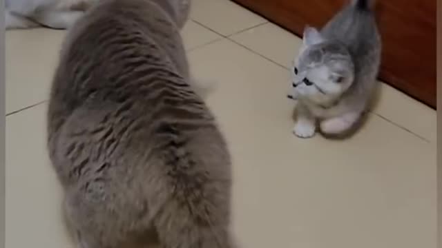 cat boxing