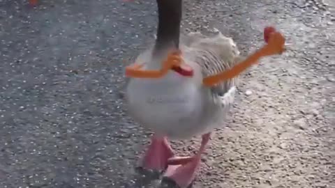 Funny Duck