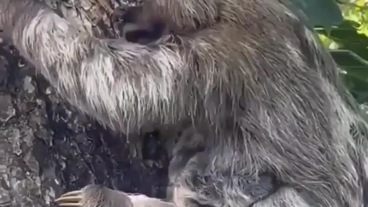 Sloth gets its baby