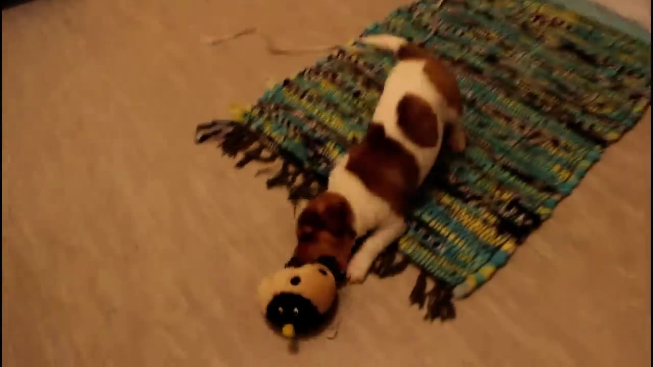 Cat meeting the puppies for the first time.