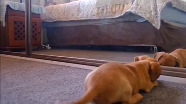 Funny Dog play vs mirror