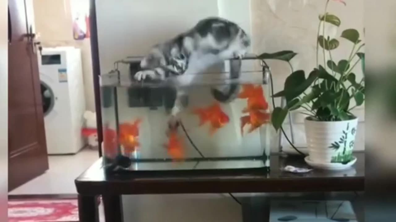 funny animalš½cute cat and dogā¼ļøone minute