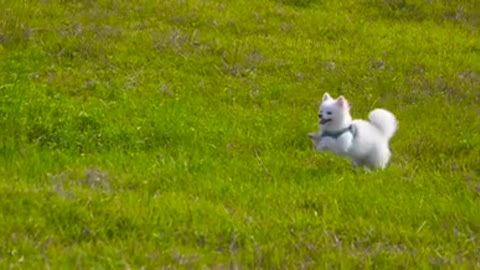 You're also keeping track of the pedestrian, the running dog,