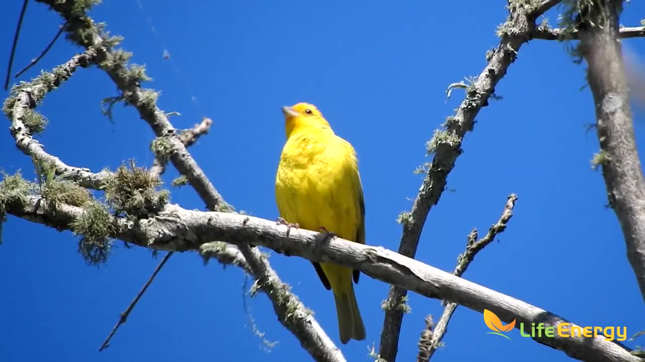 Yellow Earth Canary singing | Singing birds - Canário da Terra amarelo cantando