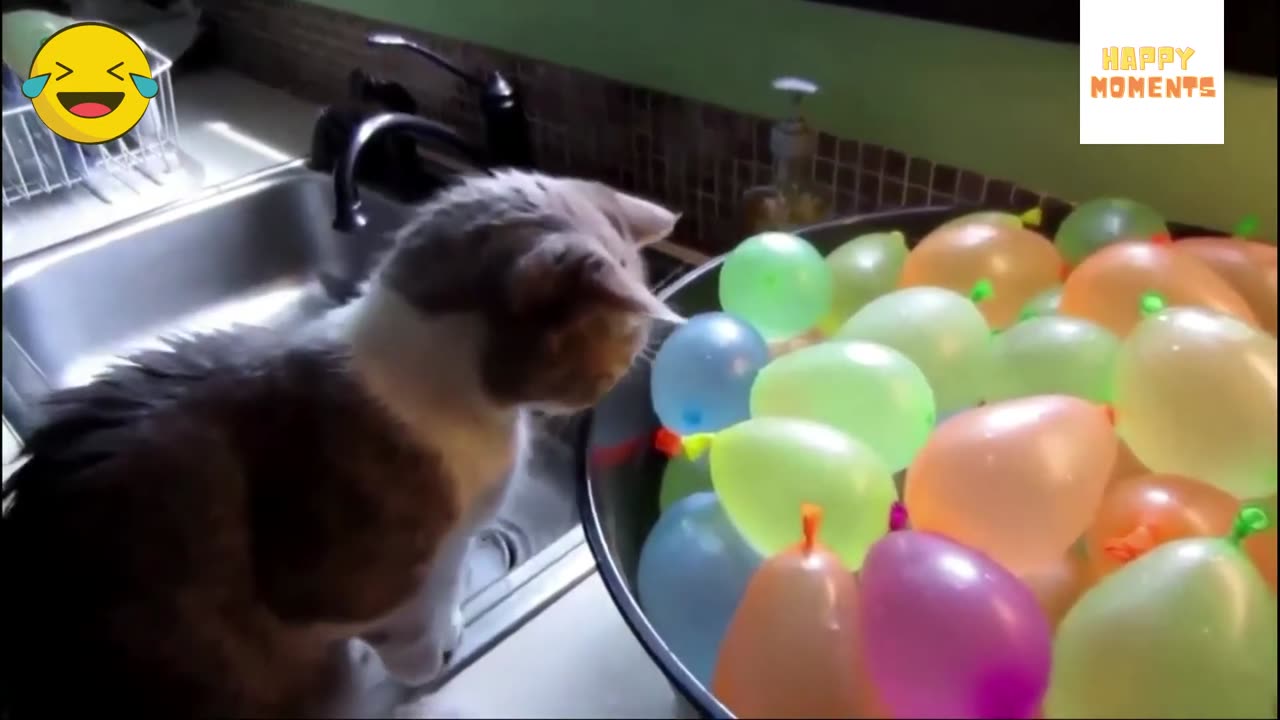 Enjoy 7 Minutes of Hilarious Cat Moments! 😸