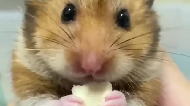Funny movement animals. Funny eating😂😂