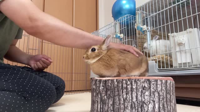 Bunny trick〜1 minute video