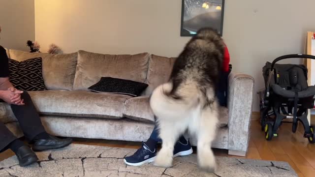 Giant Husky Reacts To Grandparents Reunion! He's So BIG!!