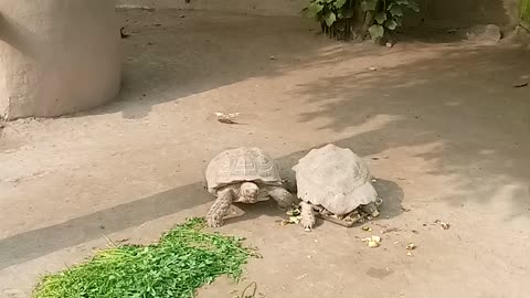 Lahore Zoo