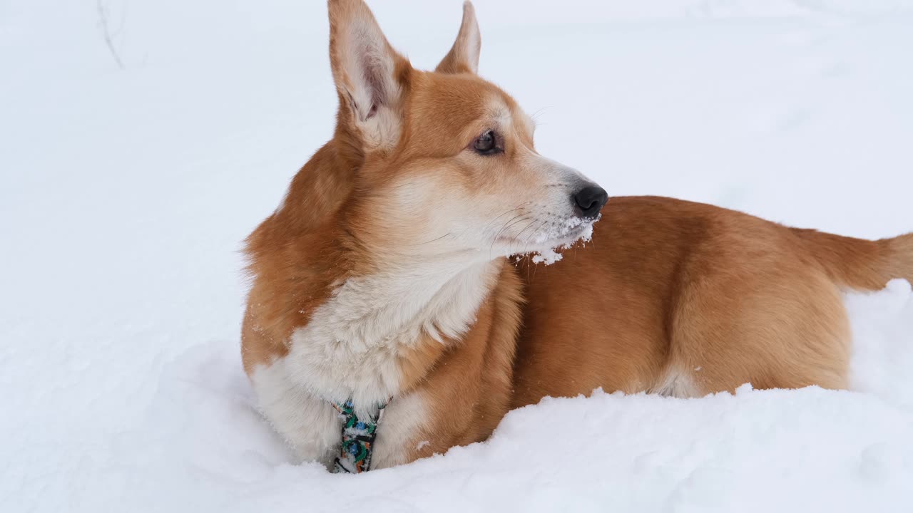 Corgi-dog-portrait-in-the-snow