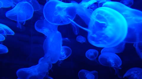 the appearance of a group of jellyfish from the depths of the sea is very beautiful