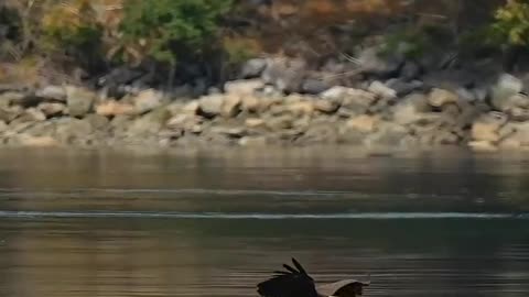 Diving eagle