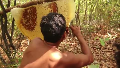 Harvest Honey in Forest Live,🐝🐝🐝