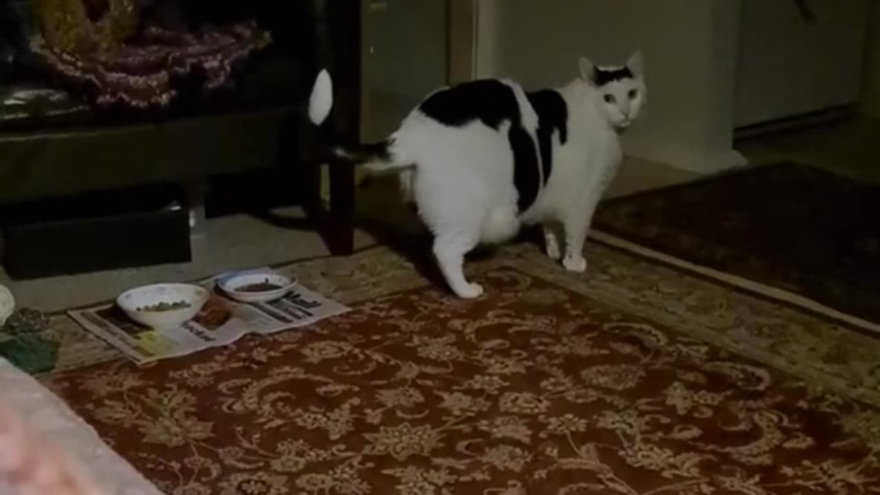 cat saw some scarey