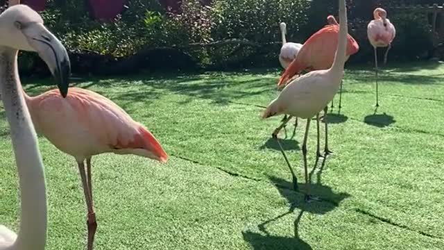 Flamingos