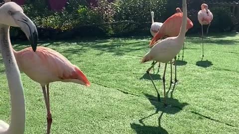 Flamingos