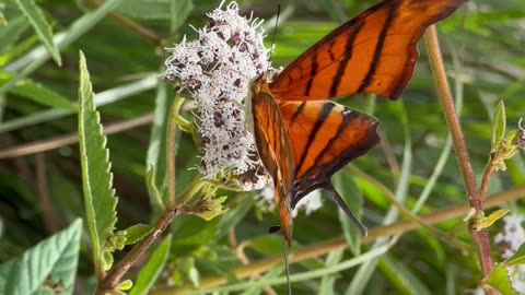 Onde encontramos a borboleta-asas-de-punhal?