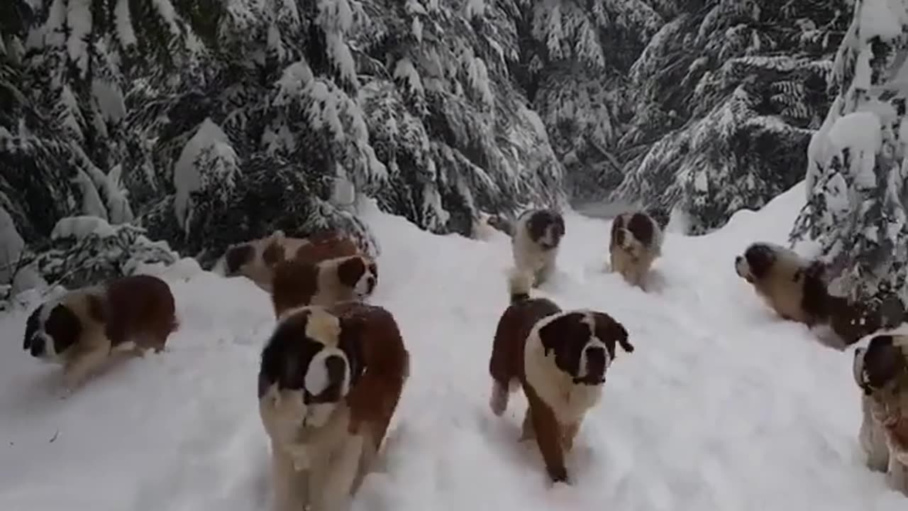 A FLOCK OF DOGS