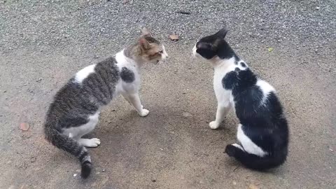 Cat fighting with sound