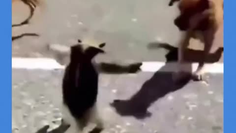 Funny animal videos 🤣🤣🤣😄😄