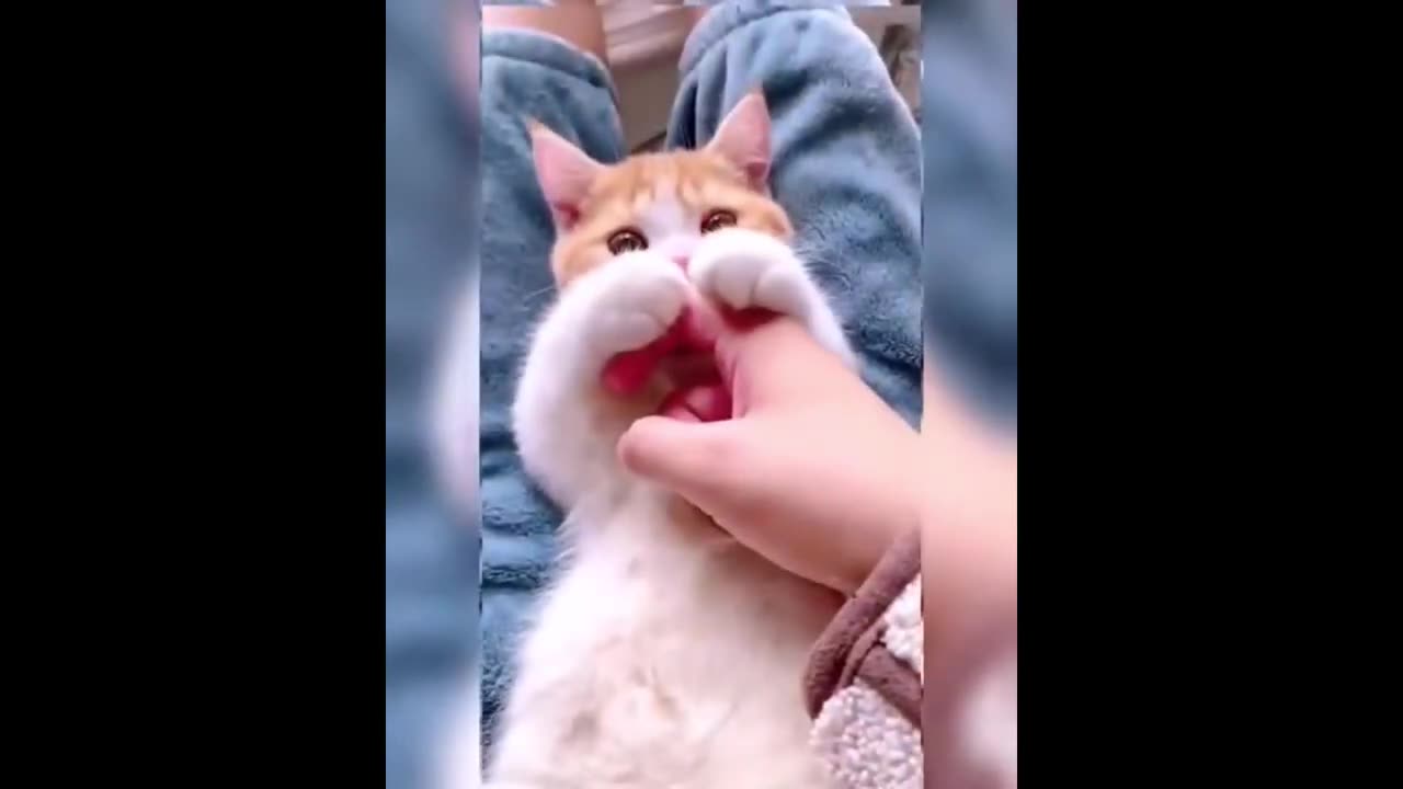 No Laugh Challenge - Funny Moments Of Cats Videos Compilation - Funny Cats Life