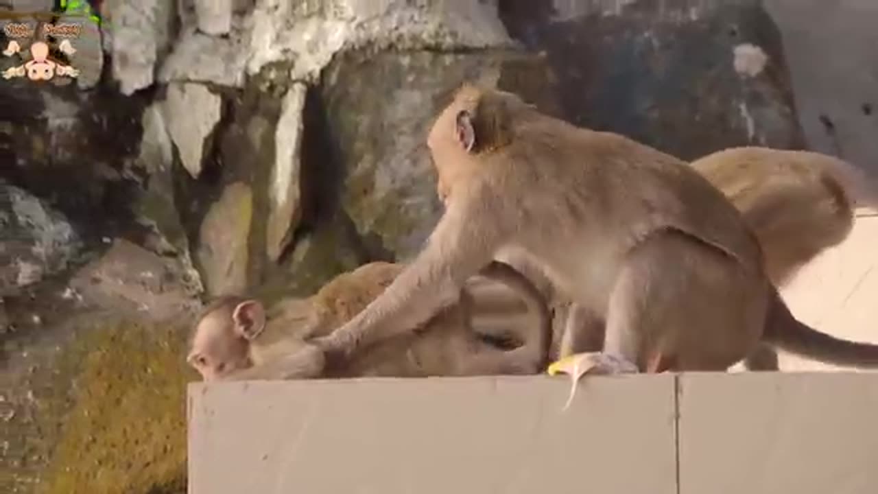 Monkey unforgeable funny moments 🤣🤣