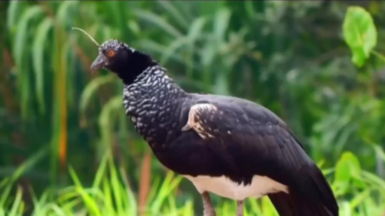 Scary Sounding Birds #shorts #shortvideo #video #virals #videoviral