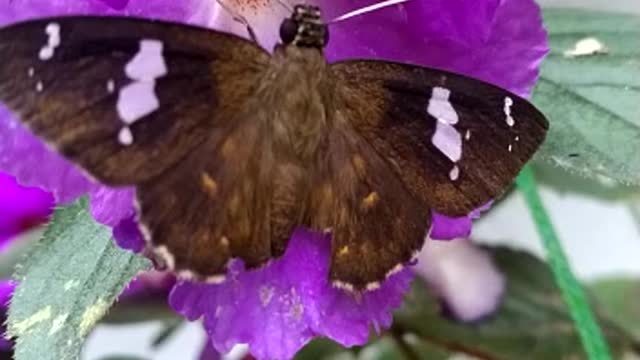 Butterfly looking for honey in the flower