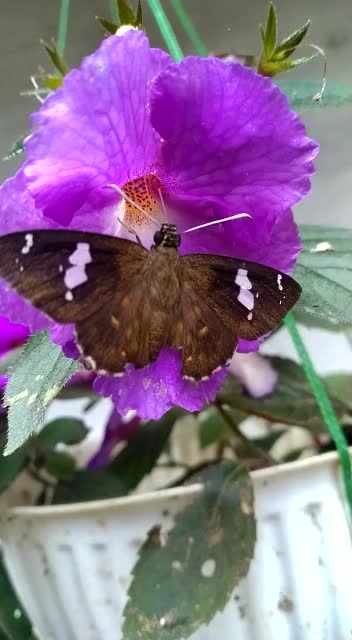Butterfly looking for honey in the flower