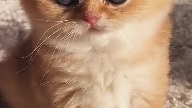 Baby Cats - Cute and Funny Cat Video part #2 | Aww Animals