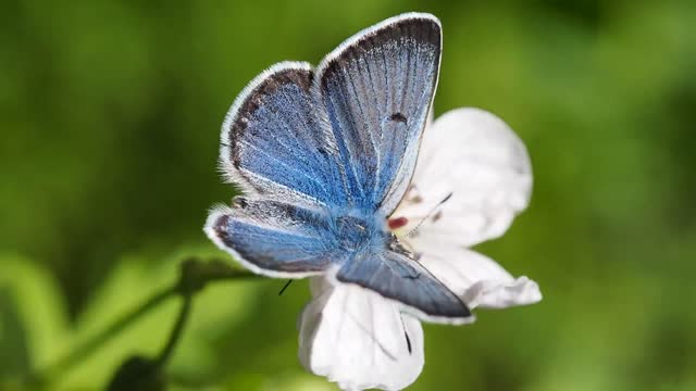 The beautiful blue butterfly is a beautiful sight that you have never seen before