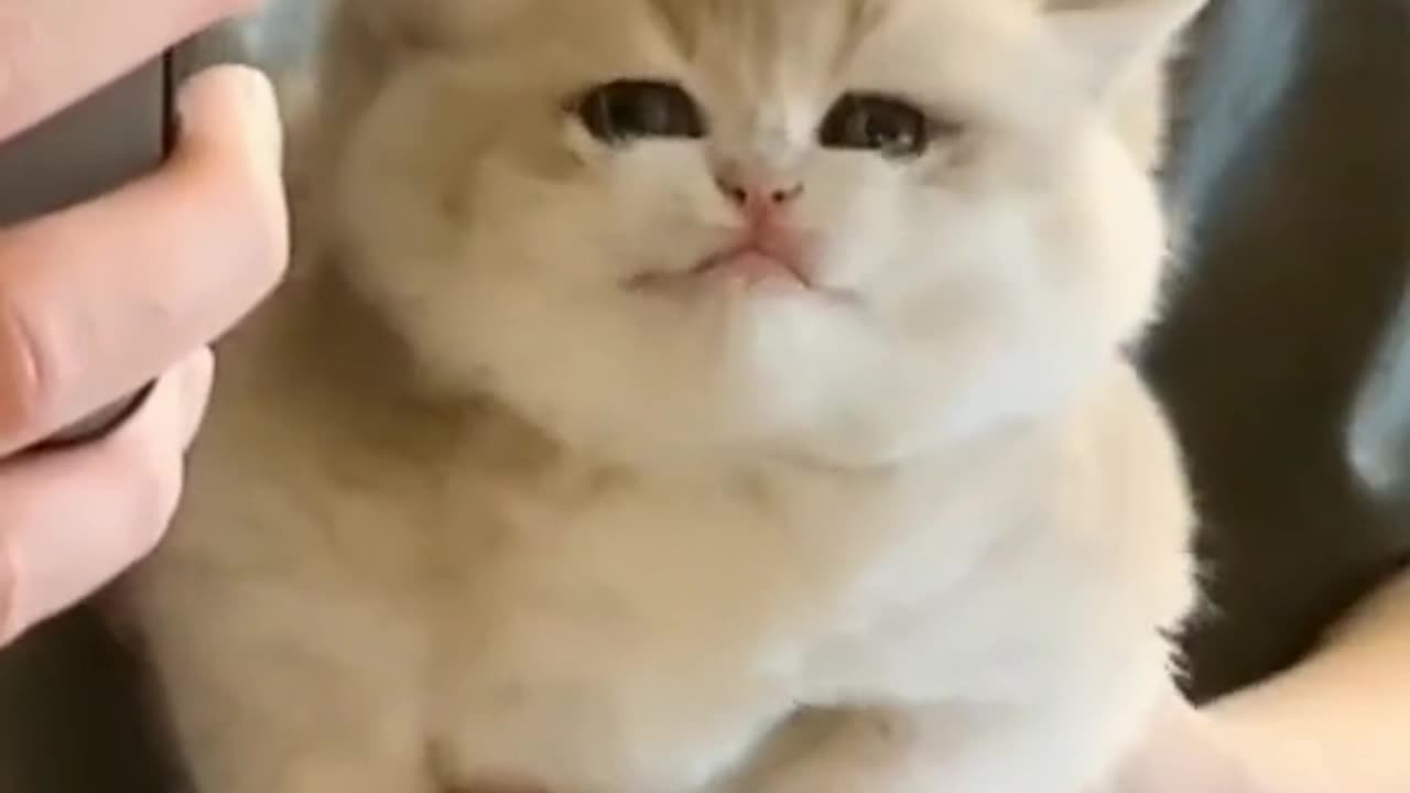 CUTE BABY MEOW