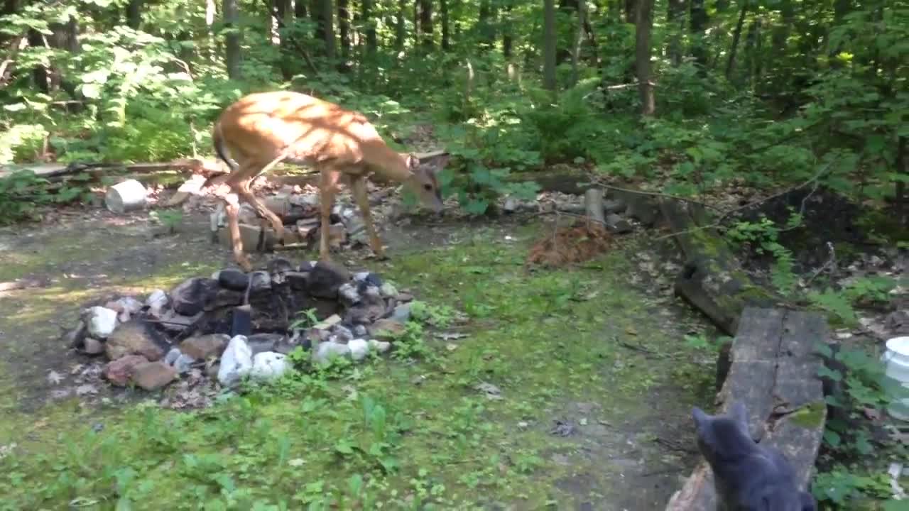 My strange cat, and his best friend...the deer.