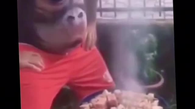 Funny video panda3
