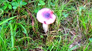 Mushroom