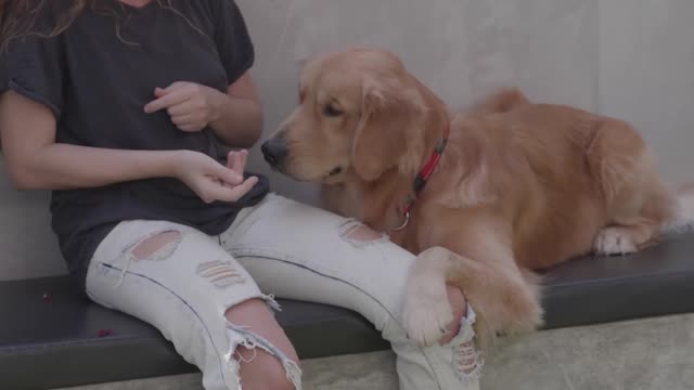 GOLDEN RETRIEVER SOZINHO EM CASA