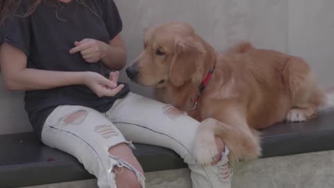 GOLDEN RETRIEVER SOZINHO EM CASA