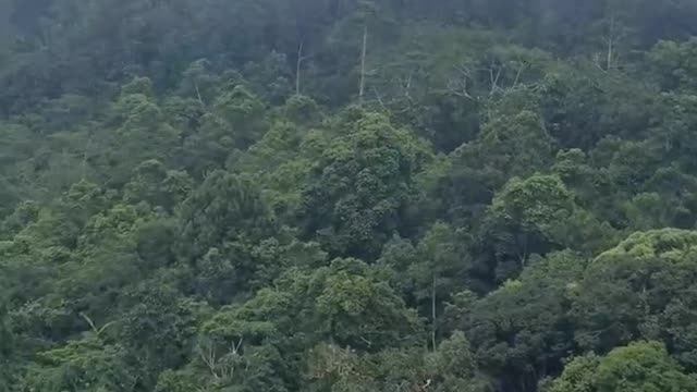 Would You Eat This Local Food_ Malaysian Mountains ⛰️