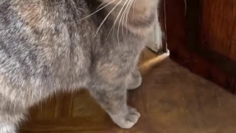 Sounds that attract cats - Meow to make cats come to you
