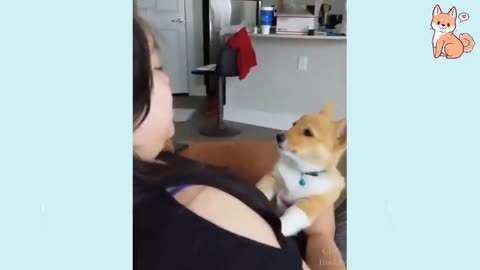 You will laugh at all the DOGS